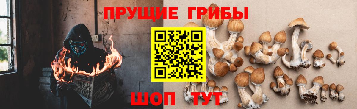 Псилоцибиновые грибы GOLDEN TEACHER Усолье-Сибирское